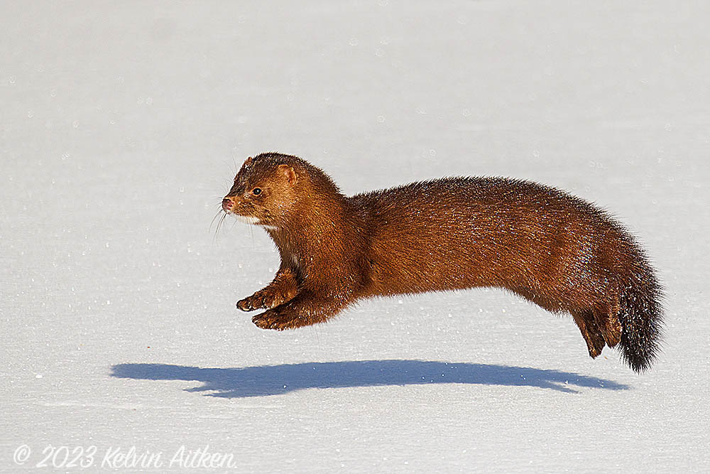 Mink running across snow