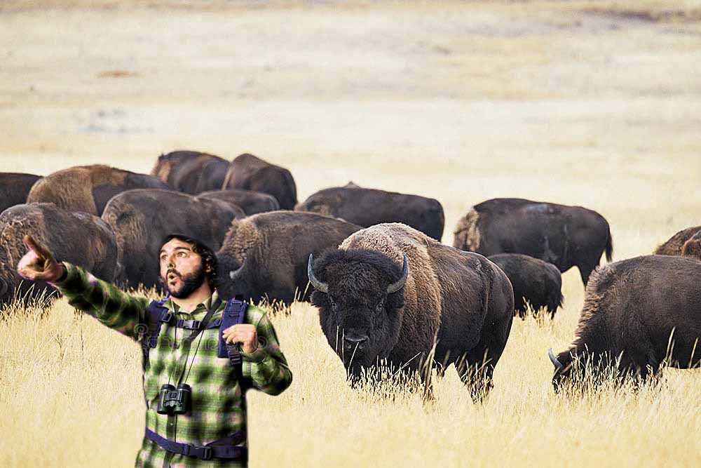 Fake photo of person looking for bison which are behind him