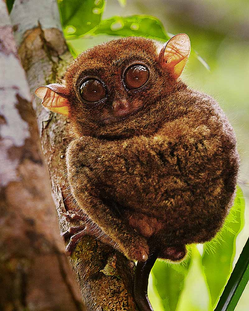 A tarsier clinging to a tree trunk
