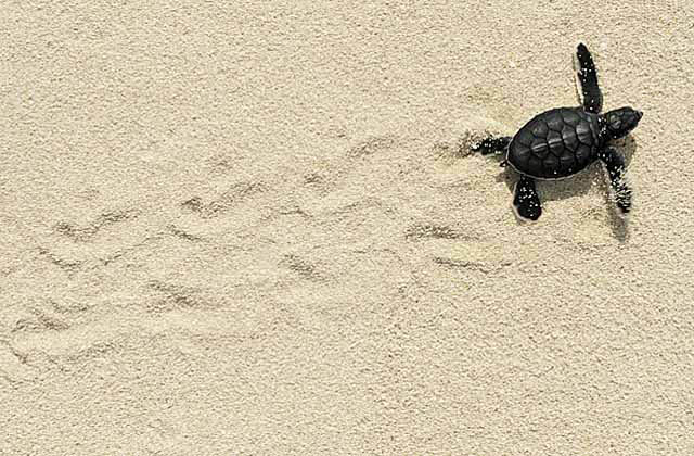 Green turtle hatchling crossing sandy tropical beach