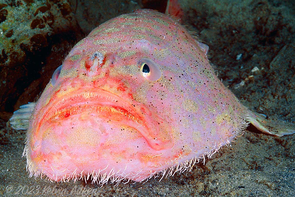 Grumpy coffinfish