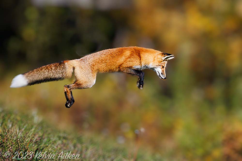 Fox leaping while hunting