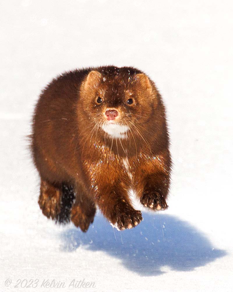 Mink jumping across snow