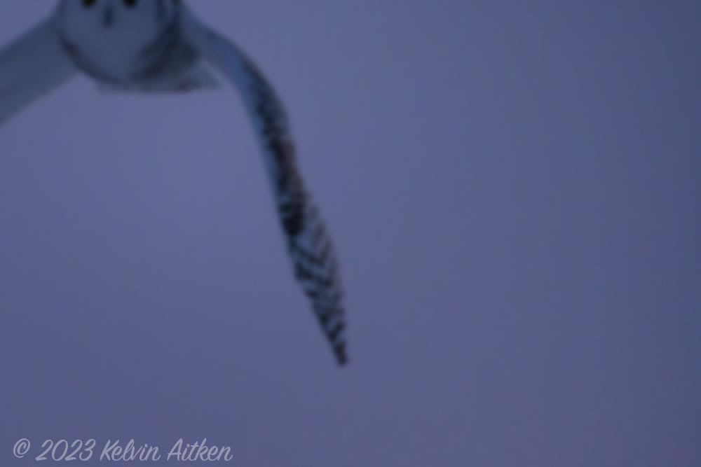Out of focus snowy owl