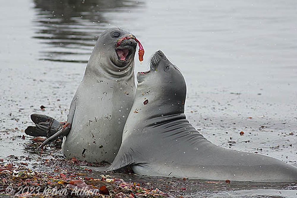 Elephant seal pups playing