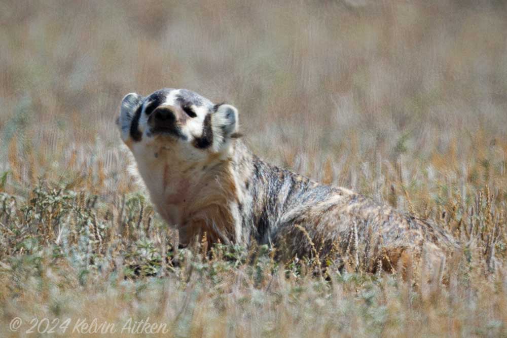 Example of heat haze with badger at midday