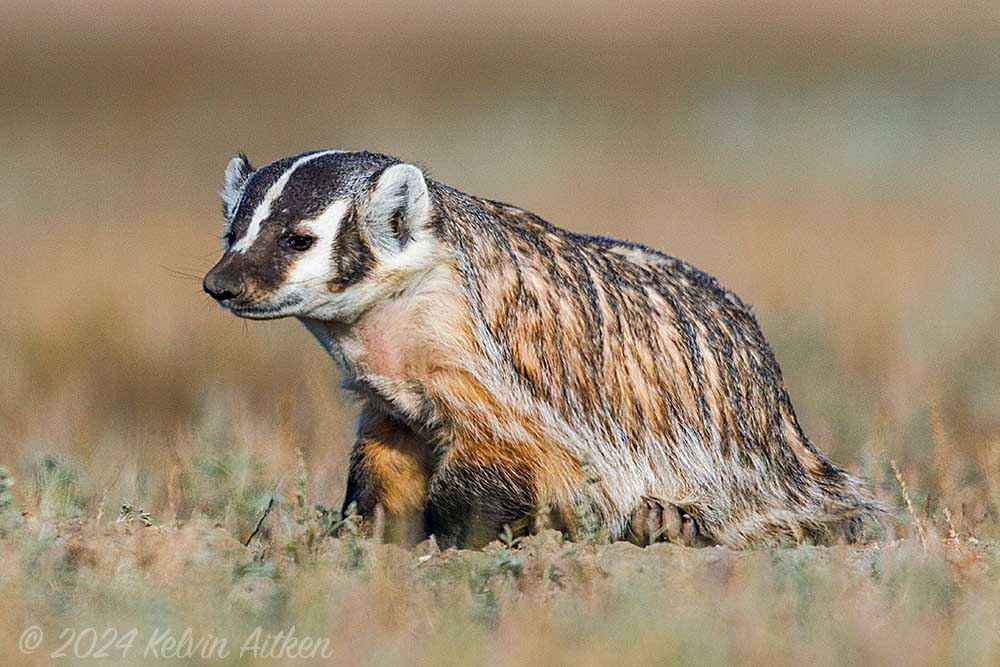 Example of heat haze with badger in the afternoon