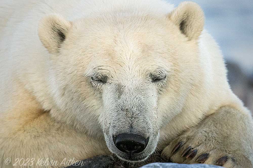 Portrait of sleeping polar bear