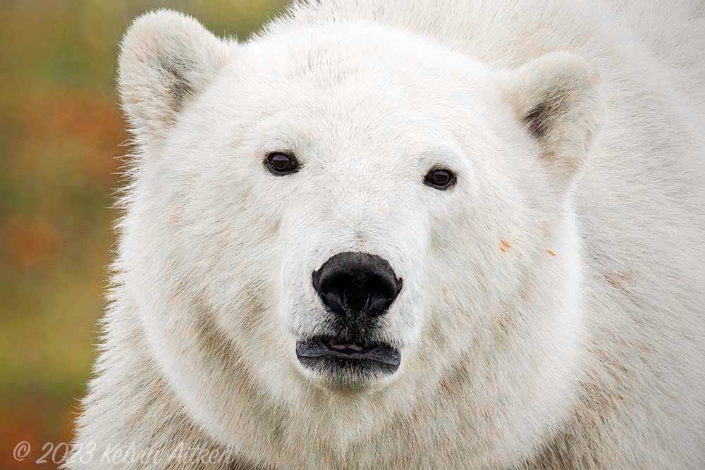 Polar bear close up portrait