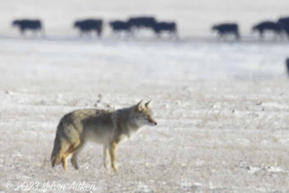 Coyote with angus cattle, showing blur from heat haze