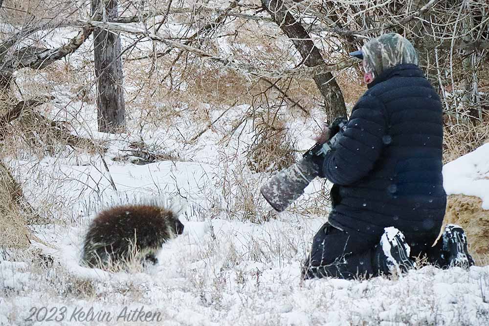 Photographer with porcupine in winter