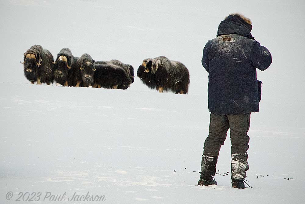 Photographer with musk ox in extreme cold
