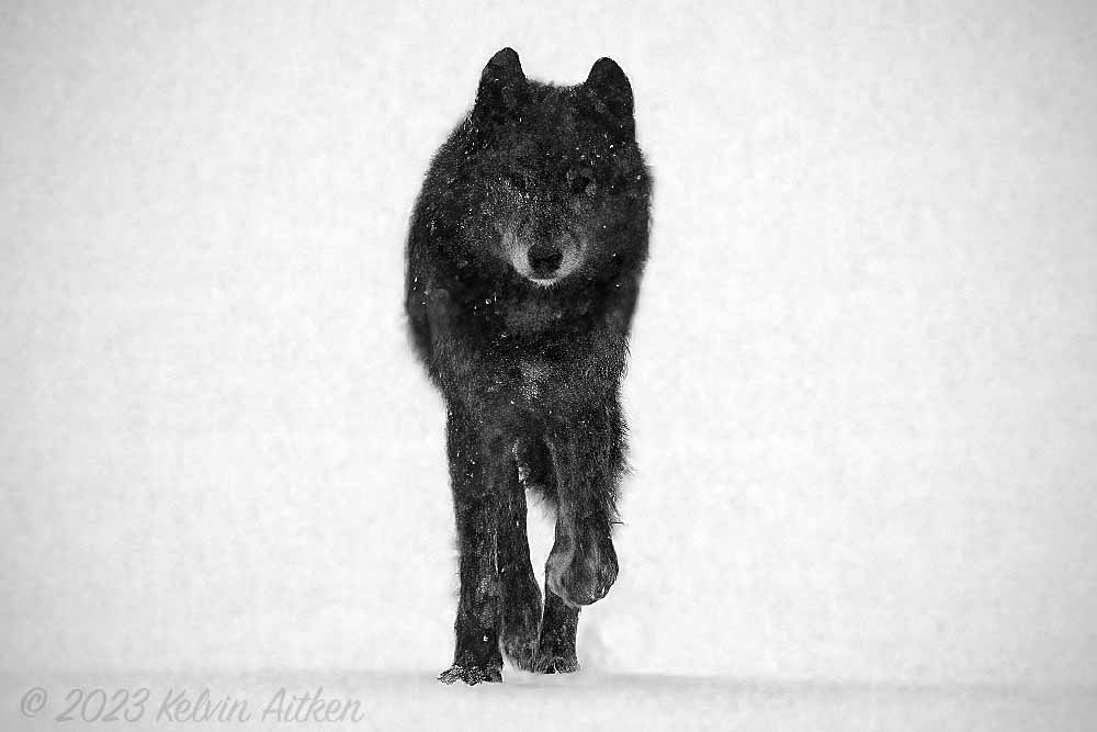 Black wolf crossing frozen lake