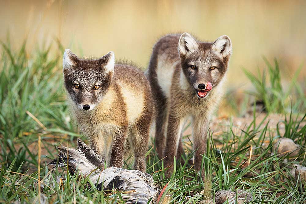 Two arctic fox pups