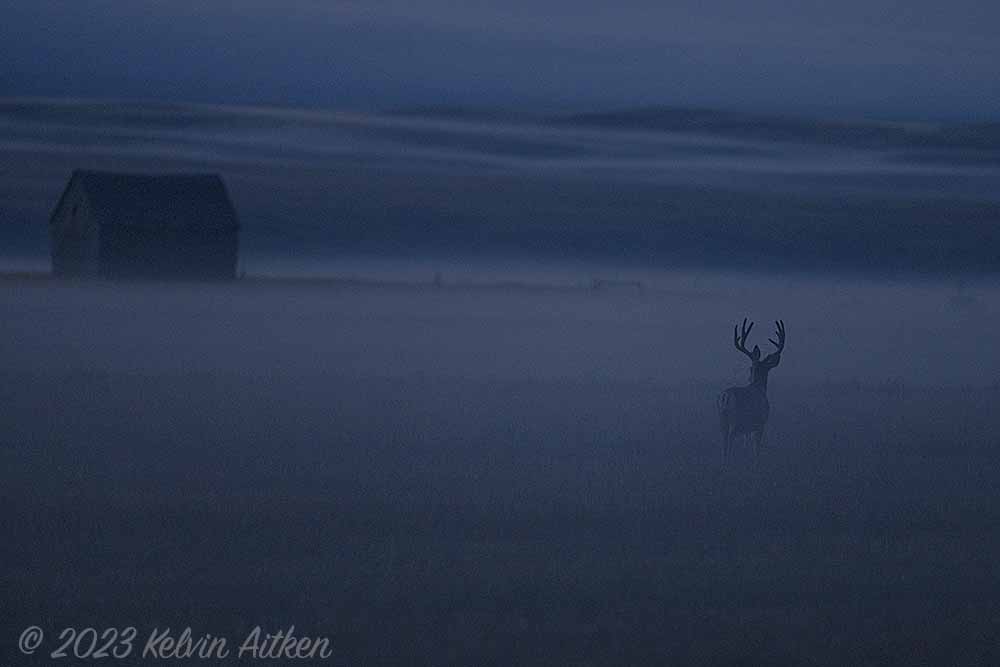 Mule deer at dawn in foggy field