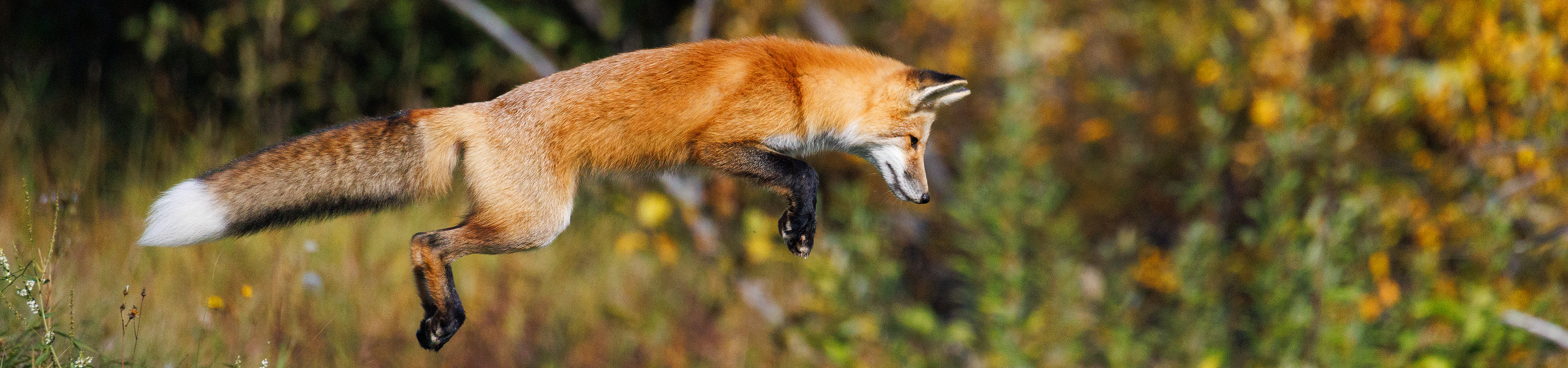 Red fox hunting.