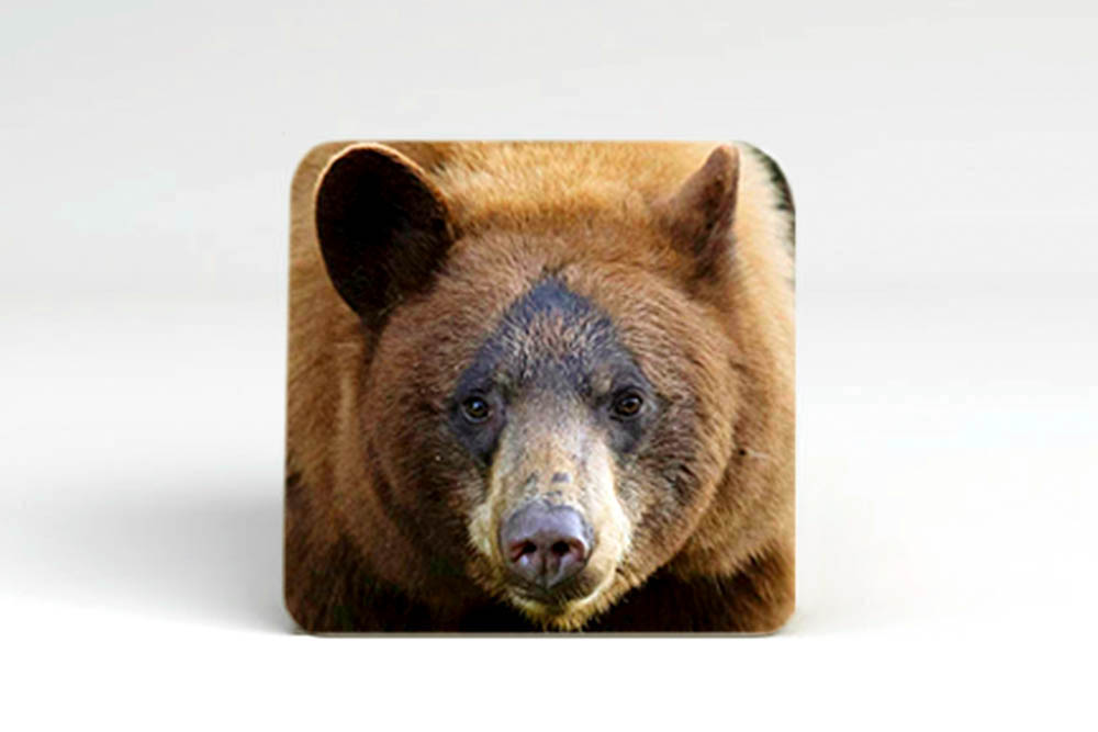 Bear portait on coaster.