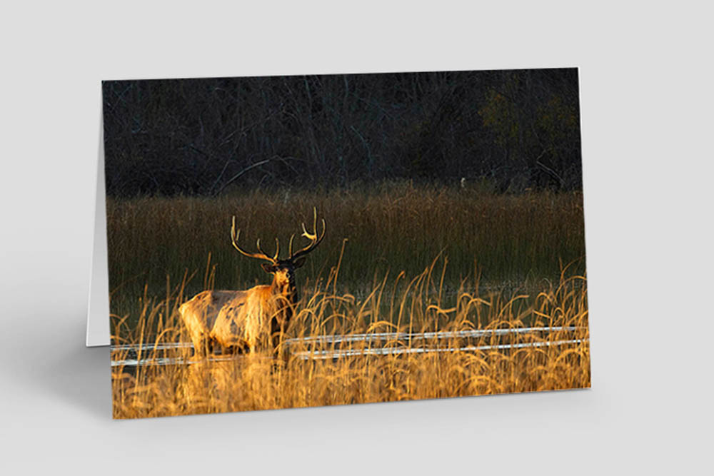Elk in river mouth reeds.