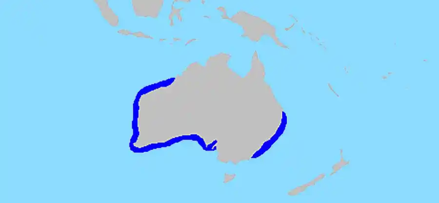 Coffin Ray (Hypnos monopterygium)  distribution map.