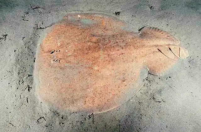 Coffin Ray (Hypnos monopterygium) 