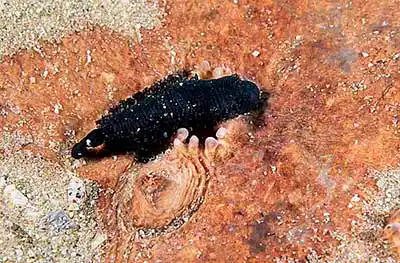 Coffin Ray (Hypnos monopterygium) swimming above sandy sea bed.