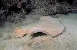 Coffin Ray (Hypnos monopterygium) swimming above sandy sea bed.