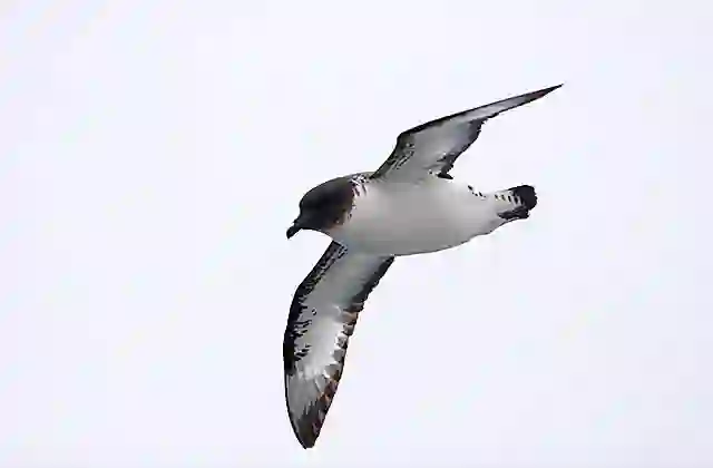Cape Petrel (Daption capense)