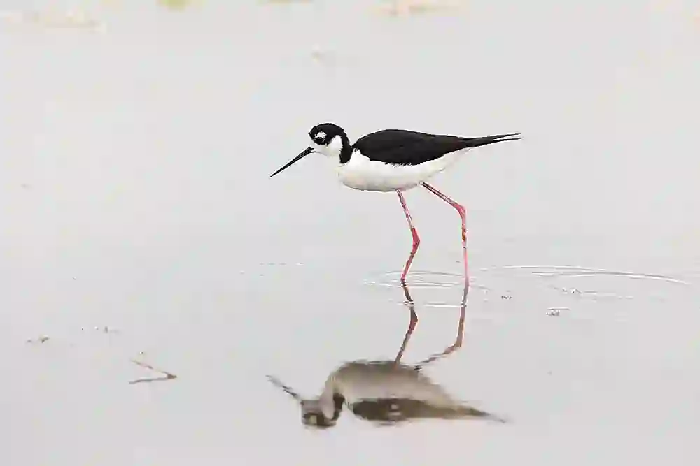 Black-necked Stilt (Himantopus mexicanus)