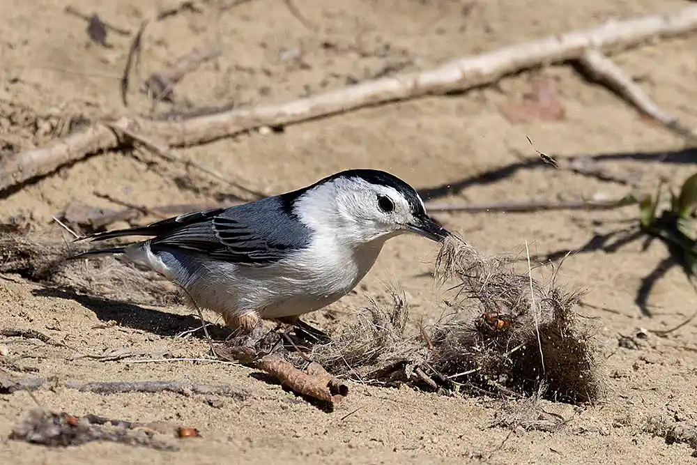 White-breasted Nuthatch (Sitta carolinensis) collecting deer fur for its nest.