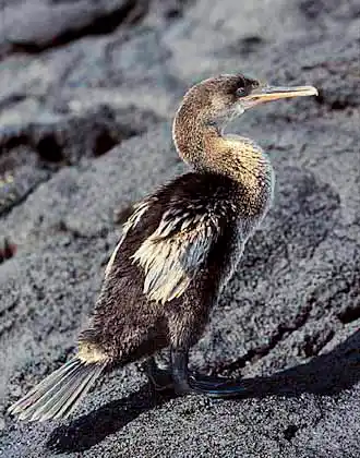 Flightless Cormorant (Nannopterum harrisi)