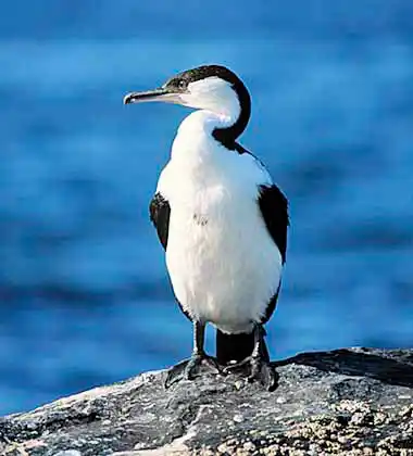 Black-faced Shag (Leucocarbo fuscescens)