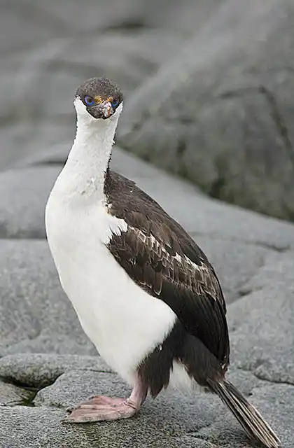 Blue-eyed Cormorant (Phalacrocorax atriceps) or Imperial Shag.