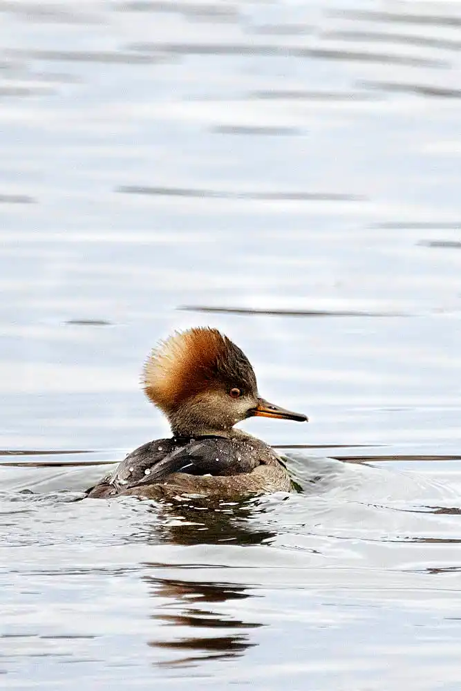 Hooded Merganser (Lophodytes cucullatus) female.