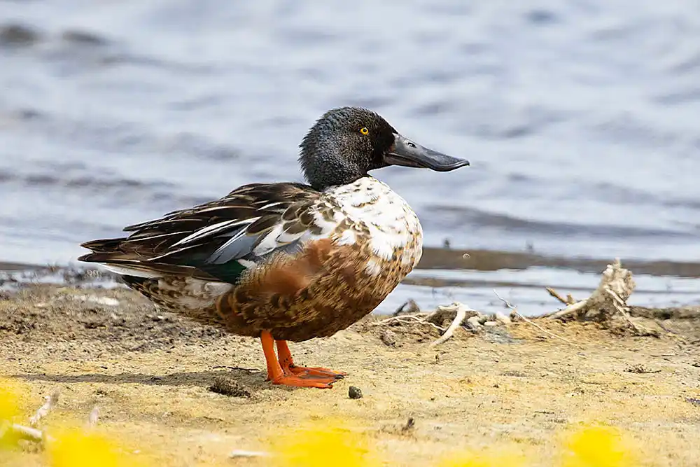 Northern Shoveler (Spatula clypeata) Male or drake.