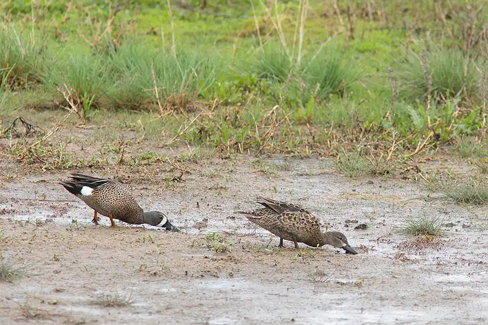Blue-winged Teal (Spatula discors) Male and female foraging on muddy bank of slough.
