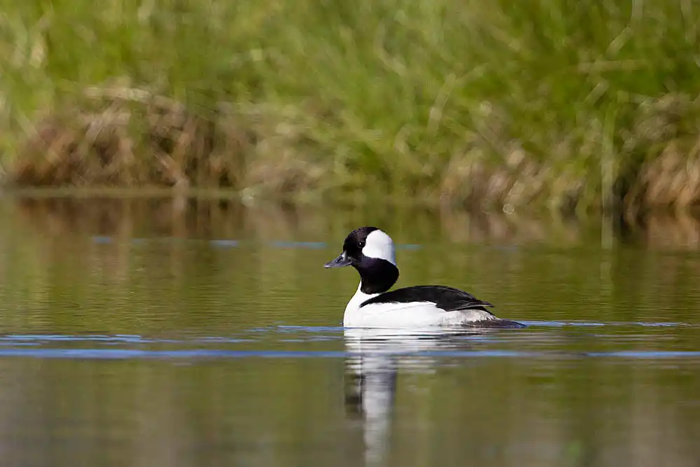 Bufflehead (Bucephala albeola) male.