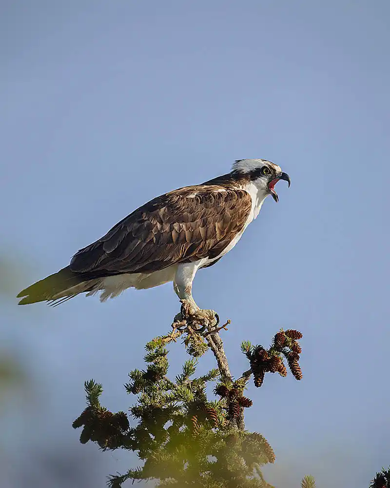 Osprey (Pandion haliaetus) calling to its mate.