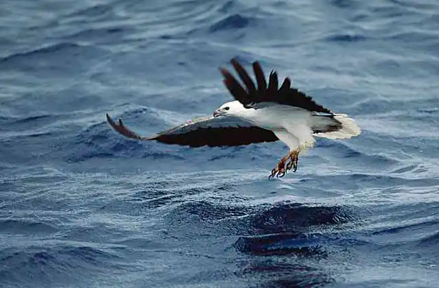 White-bellied Sea Eagle (Haliaeetus leucogaster) swooping on baitfish.