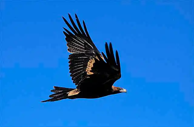 Wedge-tailed Eagle (Aquila audax)