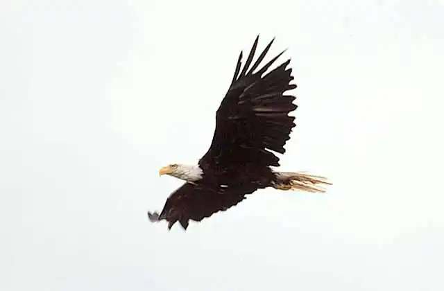 Bald Eagle (Haliaeetus leucocephalus)