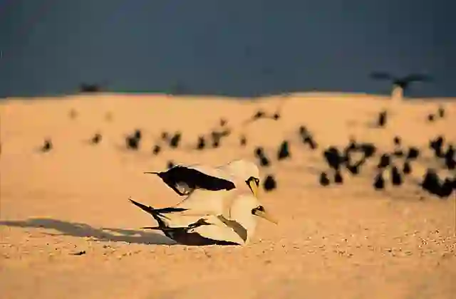 Masked Booby (Sula dactylatra) pair mating.