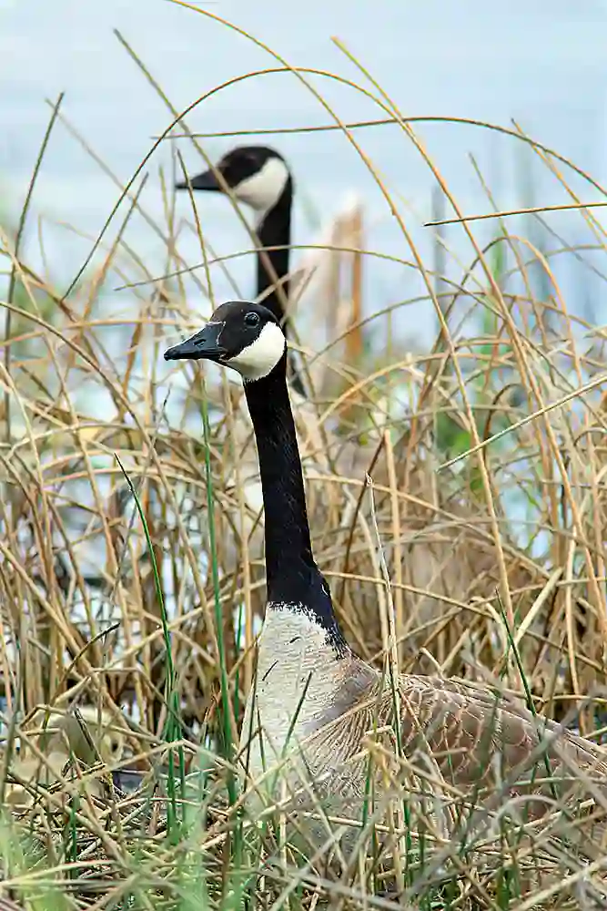 Canada Goose (Branta canadensis) Female and male.