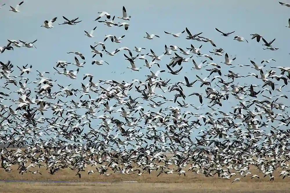 Snow Goose (Anser caerulescens) Large flock taking to flight during northern migration.