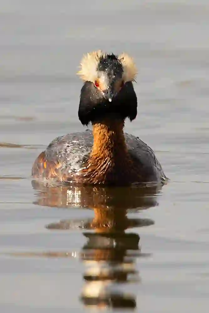 Horned Grebe (Podiceps auritus) in breeding plumage.