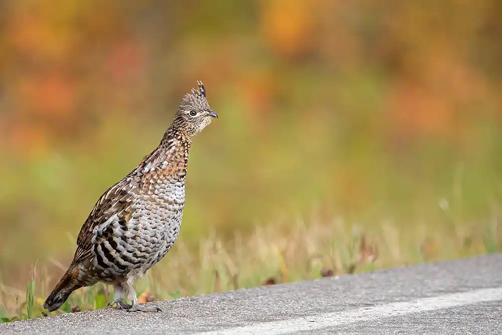Ruffed Grouse (Bonasa umbellus)