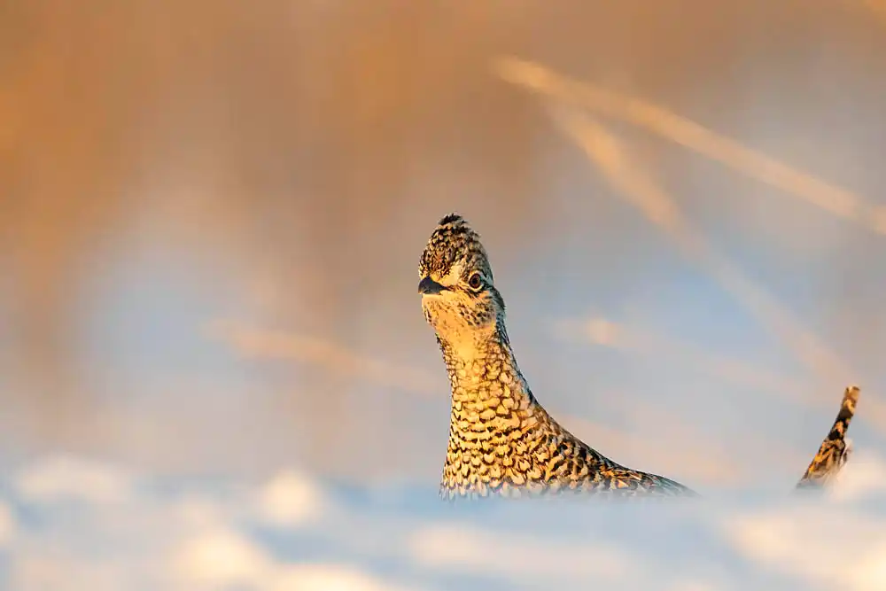 Sharp-tailed Grouse (Tympanuchus phasianellus)