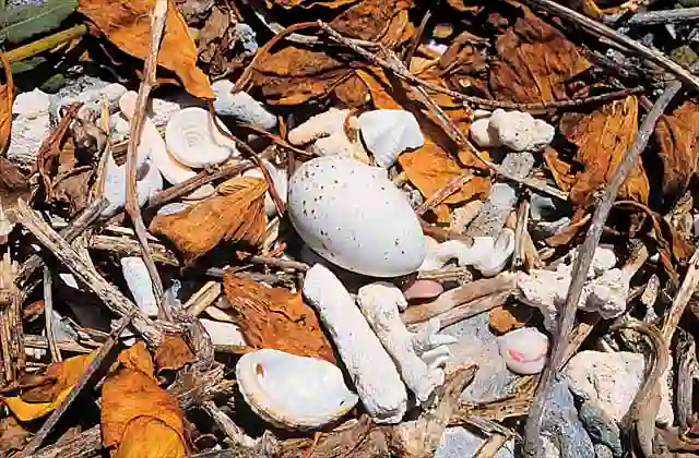 Egg and nest of Common Noddy (Anous stolidus)