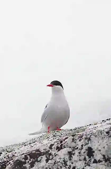 Arctic Tern (Sterna paradisaea)