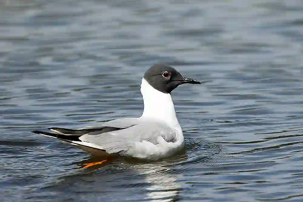 Bonaparte's Gull (Chroicocephalus philadelphia)