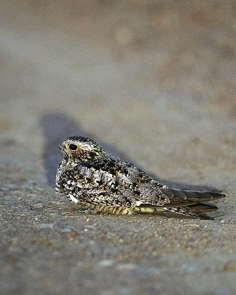 Nighthawk (Chordeiles minor) at dusk.